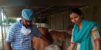 leaving-americas-job-ankita-started-dairy-farming-business-with-father-today-9-million-turnover-annually- ajmer-rajasthan-news-update