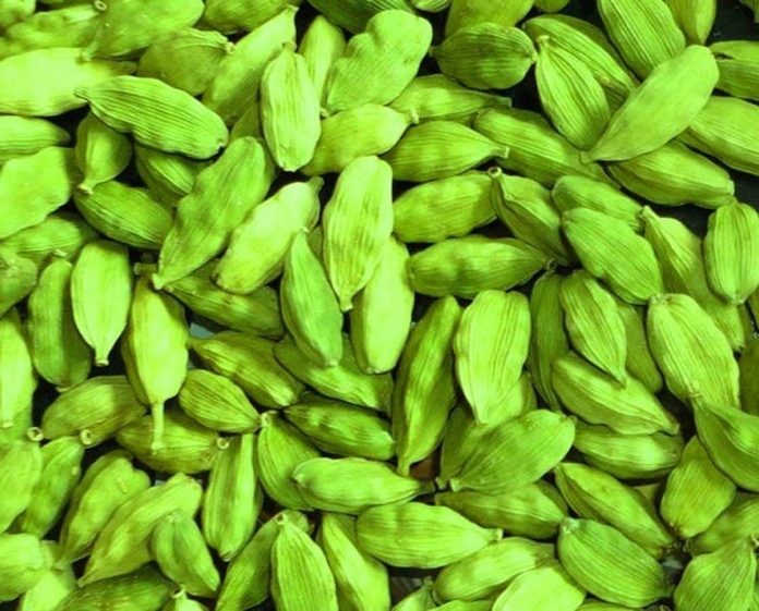 Benefits of eating cardamom: It is not just aromatic but also highly beneficial for health; why is it so expensive? Benefits of eating cardamom: It is not just aromatic but also highly beneficial for health; why is it so expensive?