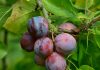 Plum Benefits alubukhara khane ke fayde | sehat ke liye kyon hai faydemand? 70 Benefits of Eating Plums | Why Are They Good for Health?
