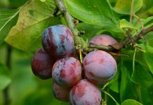Plum Benefits alubukhara khane ke fayde | sehat ke liye kyon hai faydemand? 70 Benefits of Eating Plums | Why Are They Good for Health?